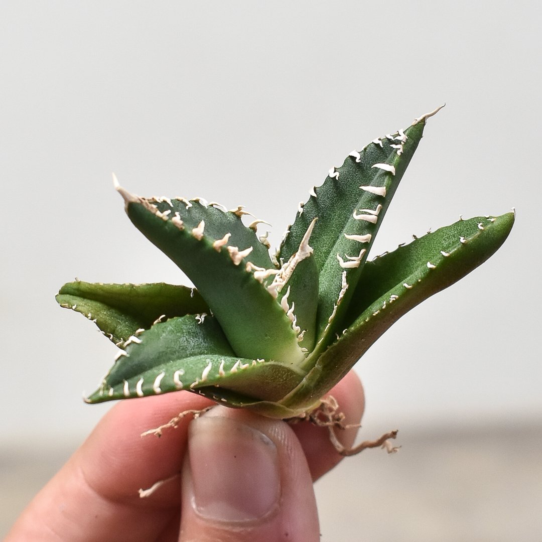 【子株付き】アガベ チタノタ \"南アフリカダイヤモンド / SAD\" アガベ チタノタ 南アフリカダイヤモンド 