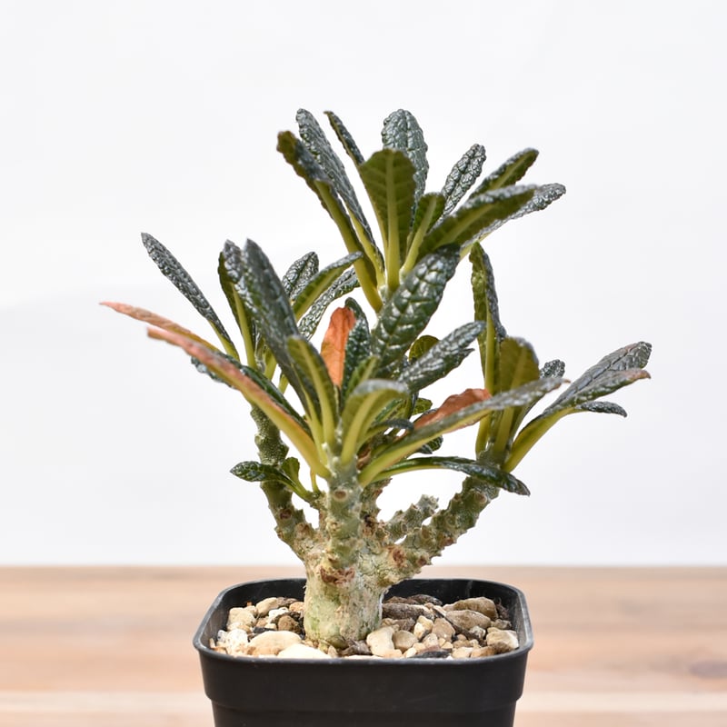 ドルステニア ギガス【実生】A | RAFLUM / ラフラム｜東京、大阪