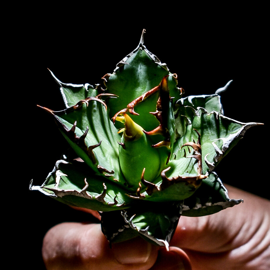 アガベ チタノタ 