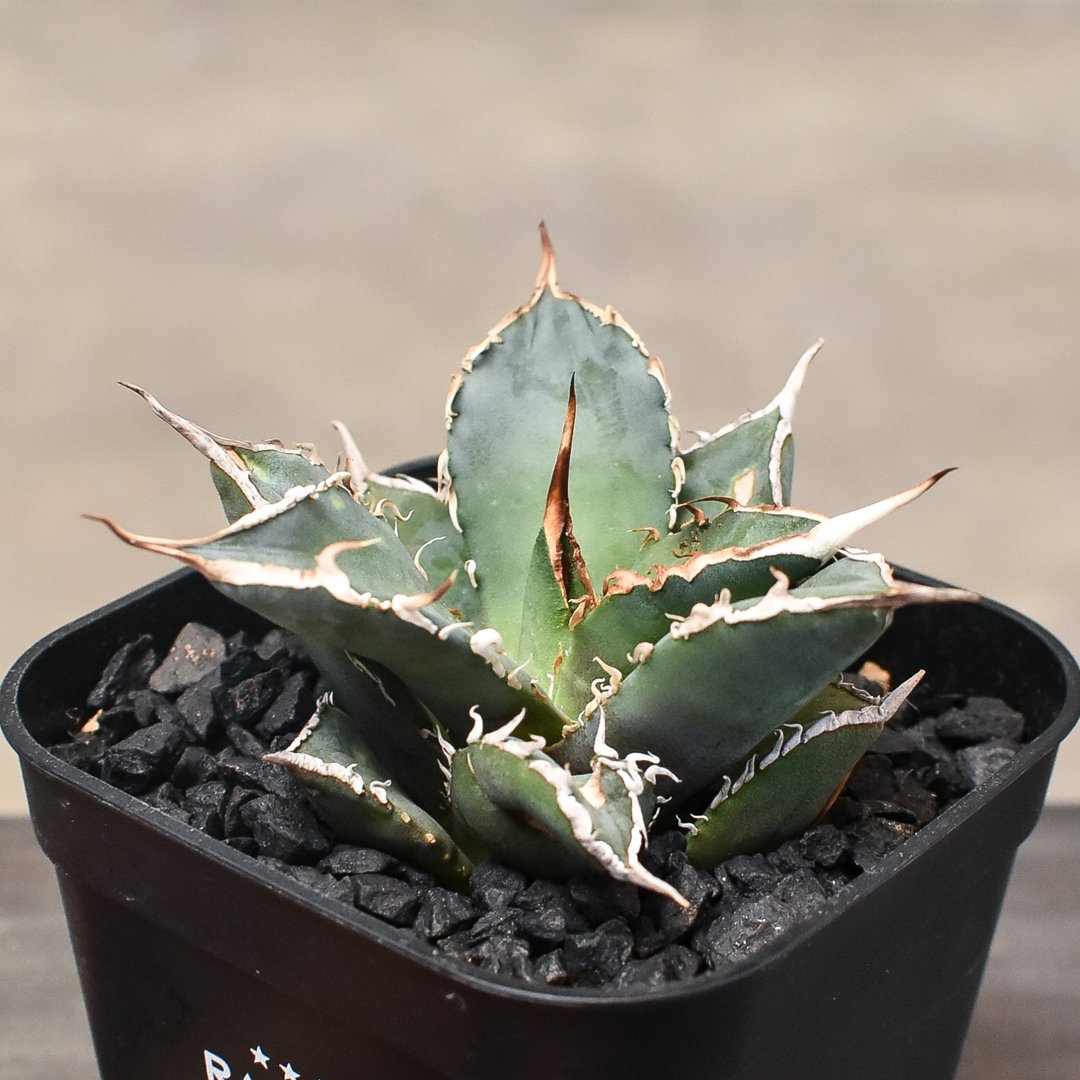 アガベ チタノタ 