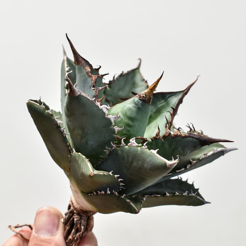 写真現物・鉢ごと】アガベ チタノタ 海王（中〜大株） アガベ チタノタ