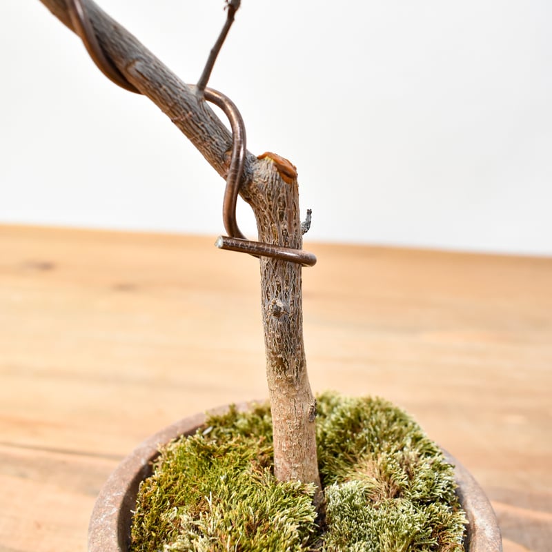 ブルセラミクロフィラ　実生　ブルセラ　コミフォラ ブルセラ ミクロフィラ×2鉢 | hanayoshi-botanical