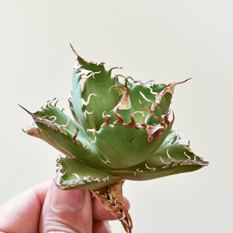アガベ 多肉植物 チタノタ 金剛狼 仔株
