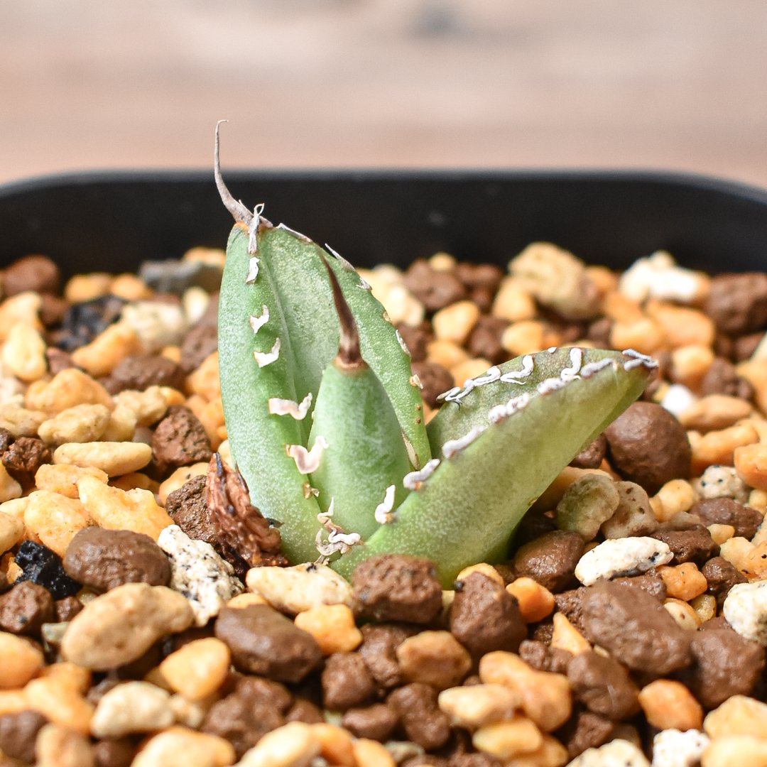 アガベ チタノタ 