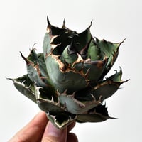 RAFLUMコレクション】アデニア ペチュエリー【現地球/発根済