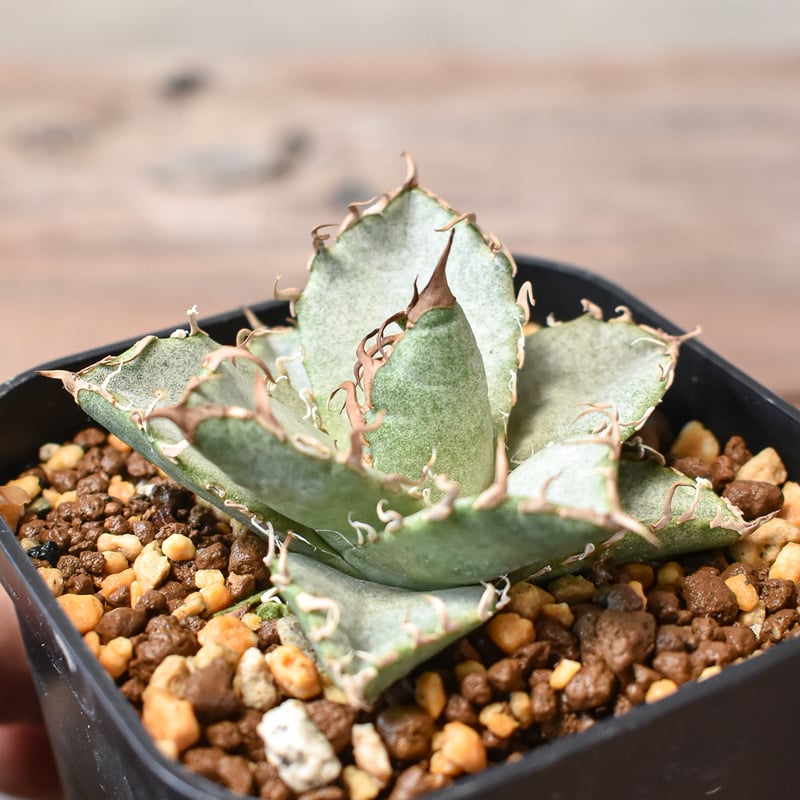 アガべ チタノタ シーザー tc 【公式通販】