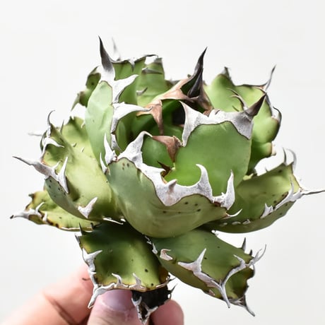 アガベチタノタ姫巌竜 | STORES