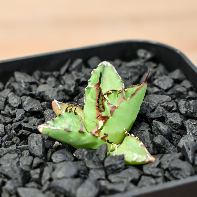 チタノタ「Hyb.TiHo」チタノタ×ホリダ ハイブリッド 鉢ごと発送 親株 agave アガベ チタノタ×ホリダ Tiho hyb - メルカリ