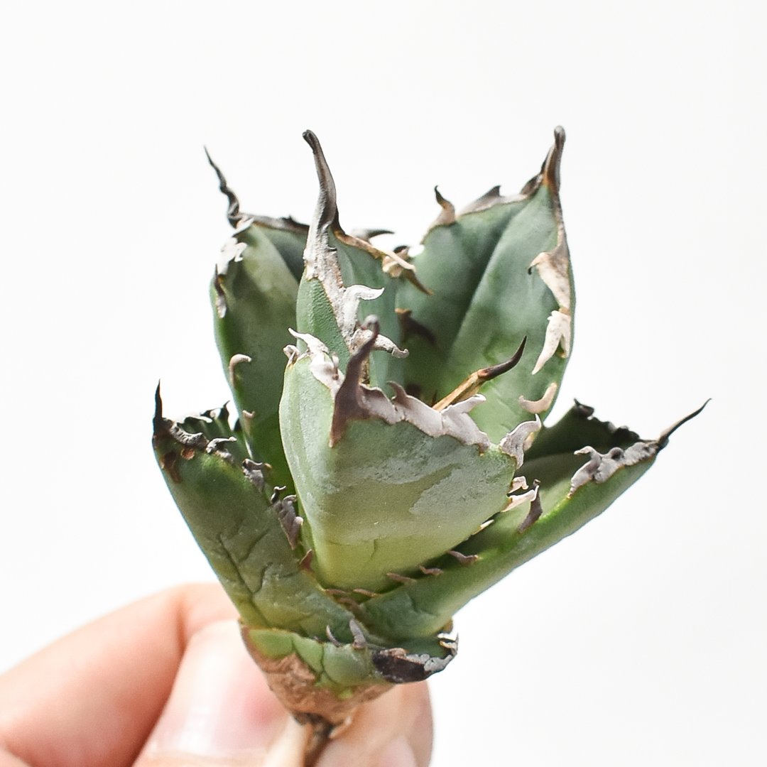 アガベ チタノタ 