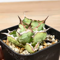 アガベ チタノタ "アングリーハート" 【発根済み/中株】NI25010211（T）