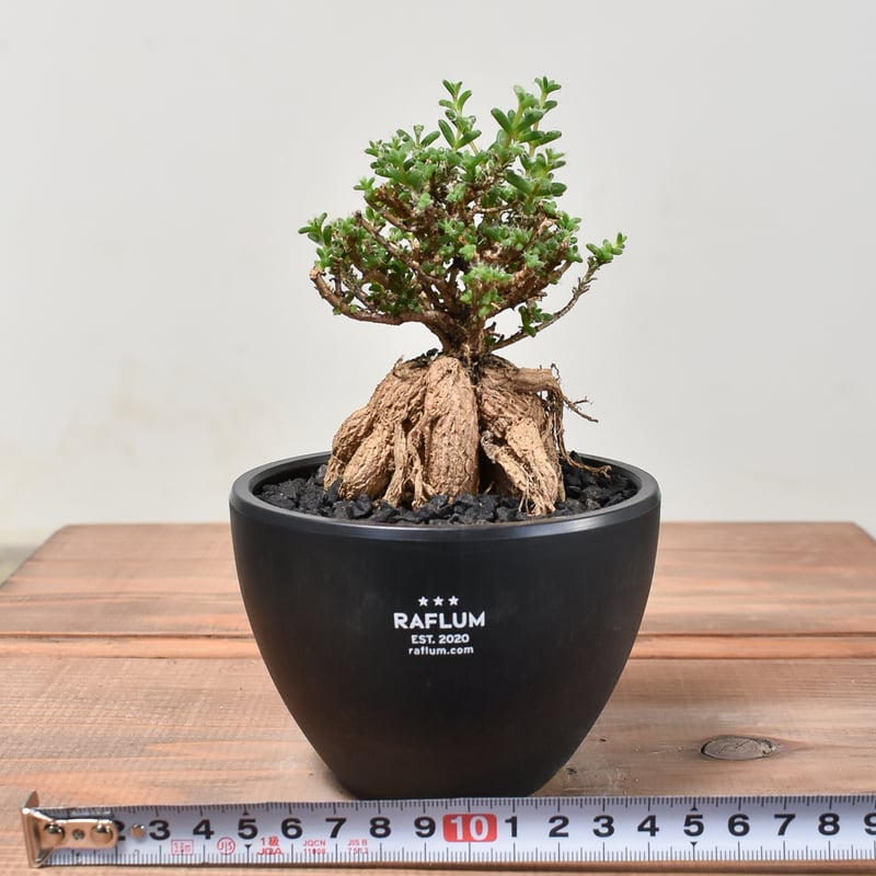 トリコディアデマ ブルボスム 