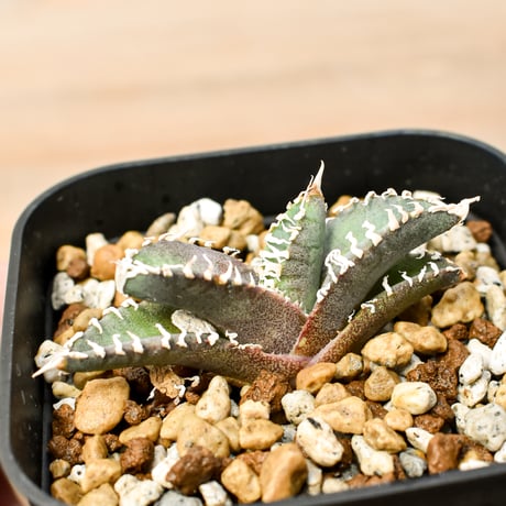 CATEGORY アガベ チタノタ ゴジラ | RAFLUM / ラフラム｜東京、大阪の