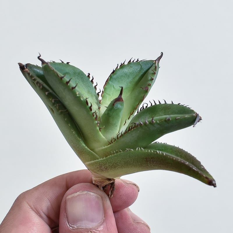 アガベ チタノタ 