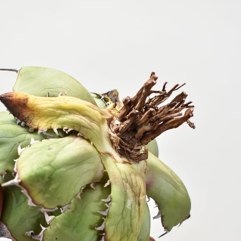 アガベ　チタノタ 黒鯨 抜き苗発送 アガベ チタノタ 黒鯨 抜き苗発送 アガベ チタノタ 黒鯨 BW-05