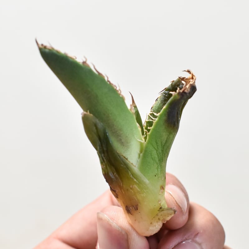 アガベ チタノタ 