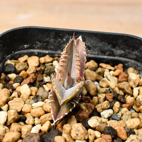 【RAFLUM育成株 5個セット】アガベ Mexico oteroi seeding / オテロイ実生 メキシコ産【RAFLUM産/実生/子株】D