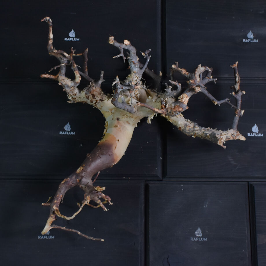 お*ん様 コミフォラ ピュア カタフ 超特大 スペシャル株 ピュアカタフ