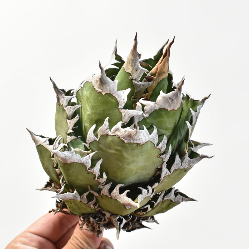 国内実生最高峰】アガベ チタノタ 赤猫 / レッドキャット【OSPセレクト