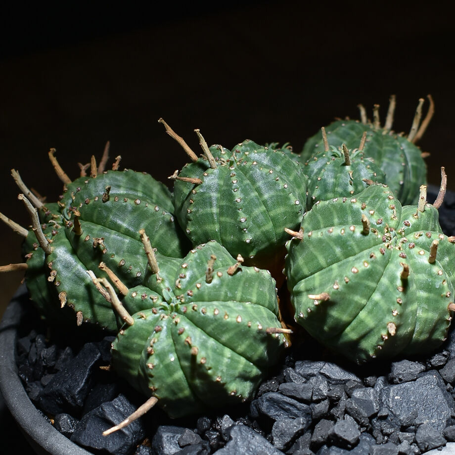 ユーフォルビア　バリダ　多頭 fit=scale-down,w=1200