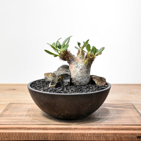 ロスラーツム | STORES