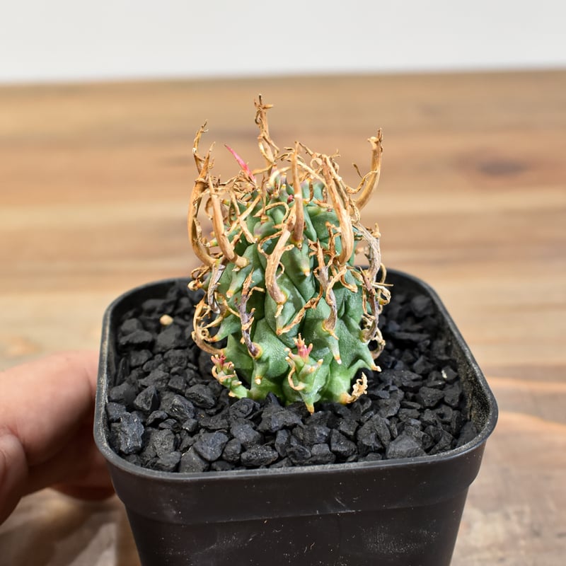 ユーフォルビア スコエンランディ 