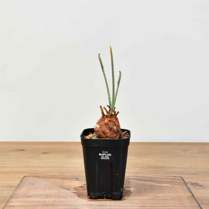 サイカス　カイルンシアナM2 サイカス カイルンシアナ | mana's farm:塊根植物・アガベ