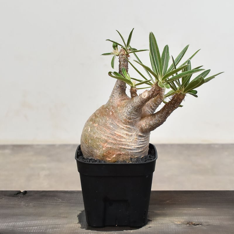 パキポディウム グラキリス (発根済み) RF230802 | RAFLUM / ラフラム｜