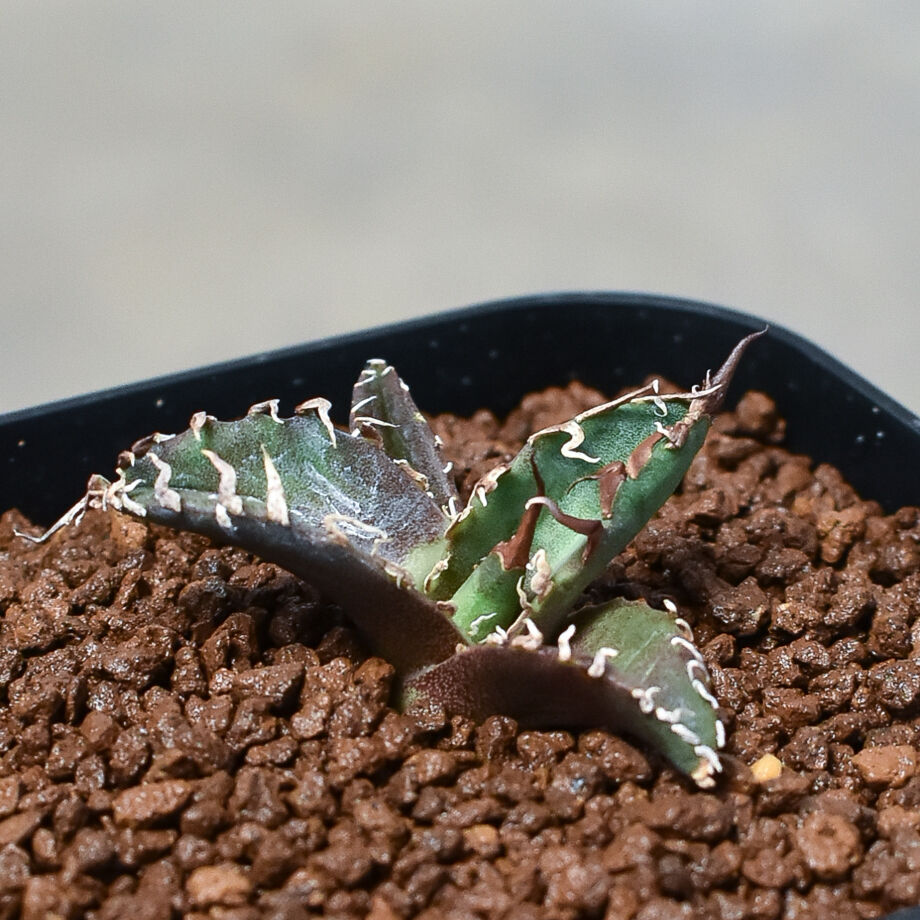 アガベ チタノタ シーザー 美株 子株 狂刺 レア 発根済 16株同梱おまけ付き imgrc0087541171.jpg?fitin=272:272