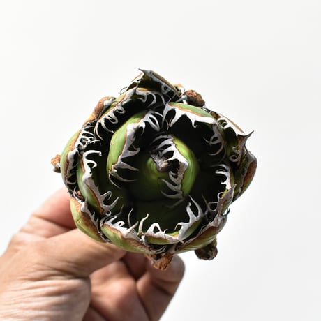 アガベ 精品ホリダ "精品狂刺霍利達"【台湾 dragon agave産/中株/抜き苗】C130