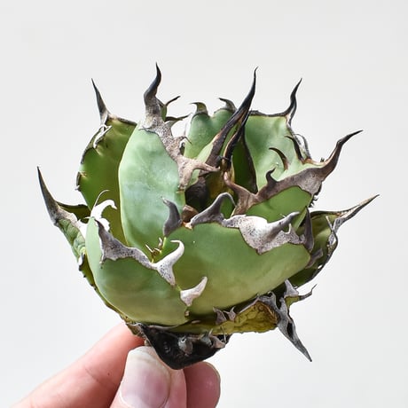 アガベ ハデス チタノタ ボール状 うねり 陽炎【抜き苗】 ひきだし 