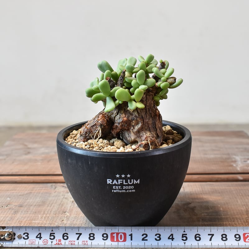 ケラリア ピグマエア 【発根済】T GM2402449 | RAFLUM