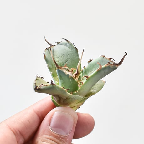 アガベ チタノタ フクロウ / 猫頭鷹 , アザラシ / 海豹【台湾 dragon agave産/抜き苗/子株】DGC2408252