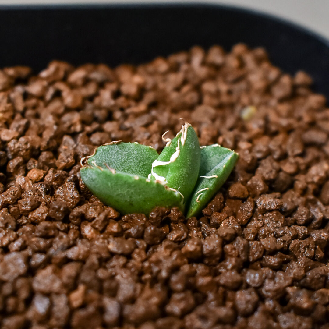 アガベ チタノタ 