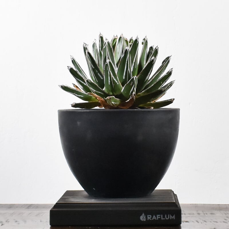 【極上最高級株】ヴィクトリアレジーナ　笹の雪　サンキング　極上美株　大きめ 極上最高級株】ヴィクトリアレジーナ 笹の雪 サンキング 極上美