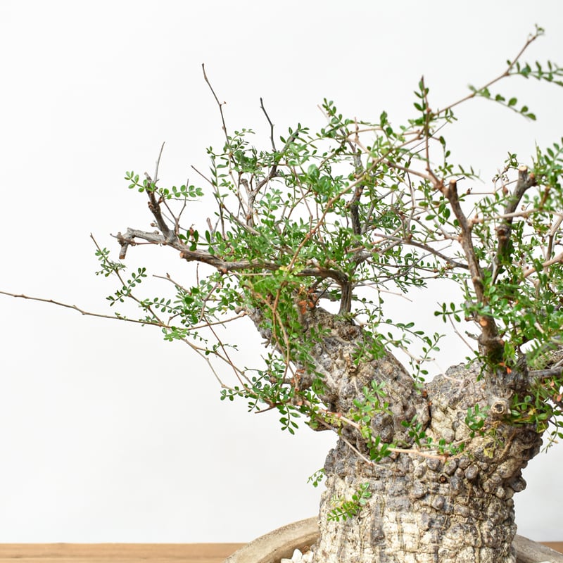 オペルクリカリアパキプス HACHI-8公式】オペルクリカリアパキプス -Operculicarya pachypus