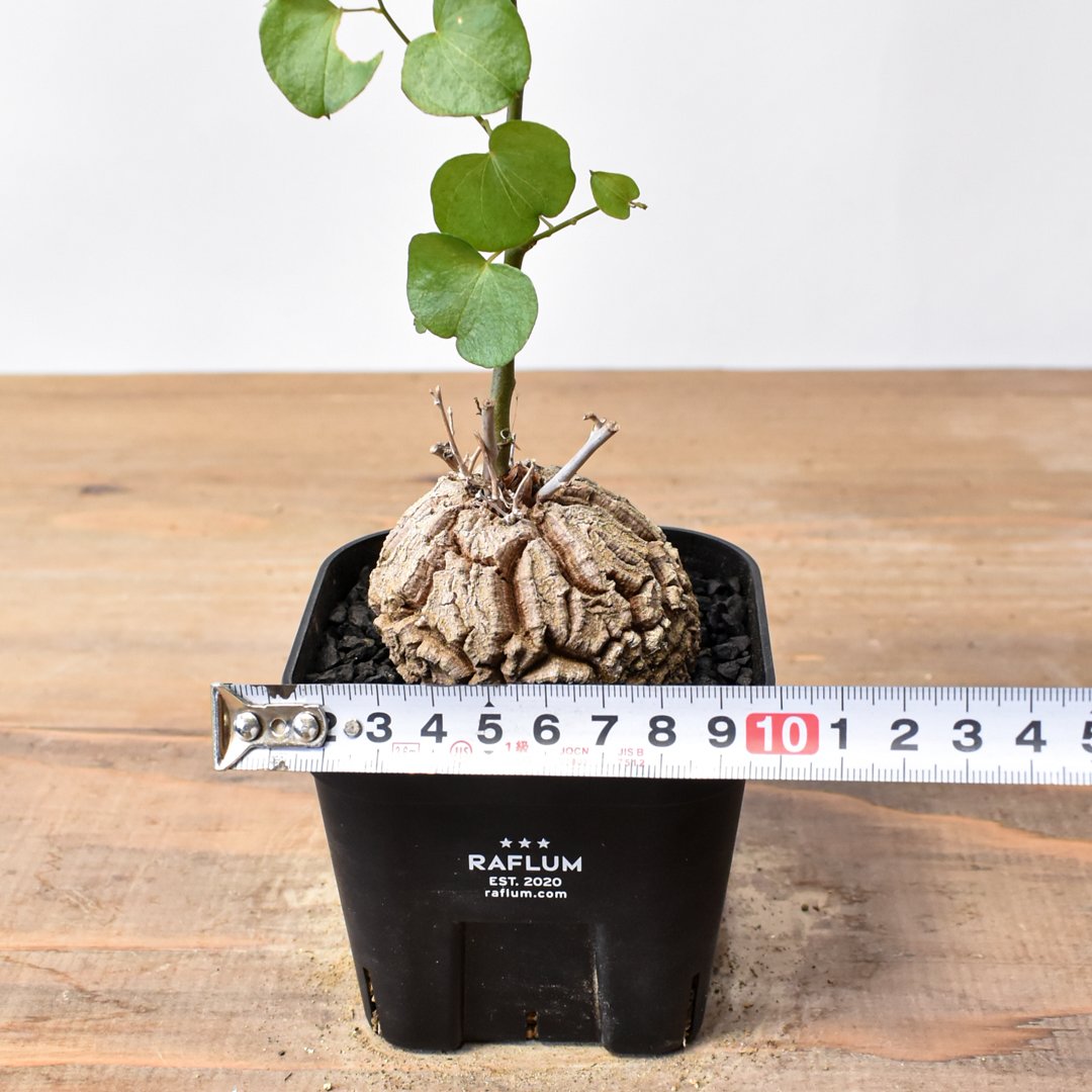 ディオスコレア・エレファンティペス