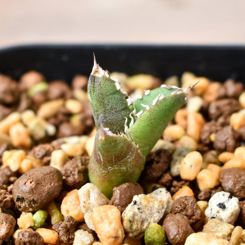 アガベ　朱雀　ベルリン産　子株 アガベ 朱雀 ベルリン産 子株 - メルカリ