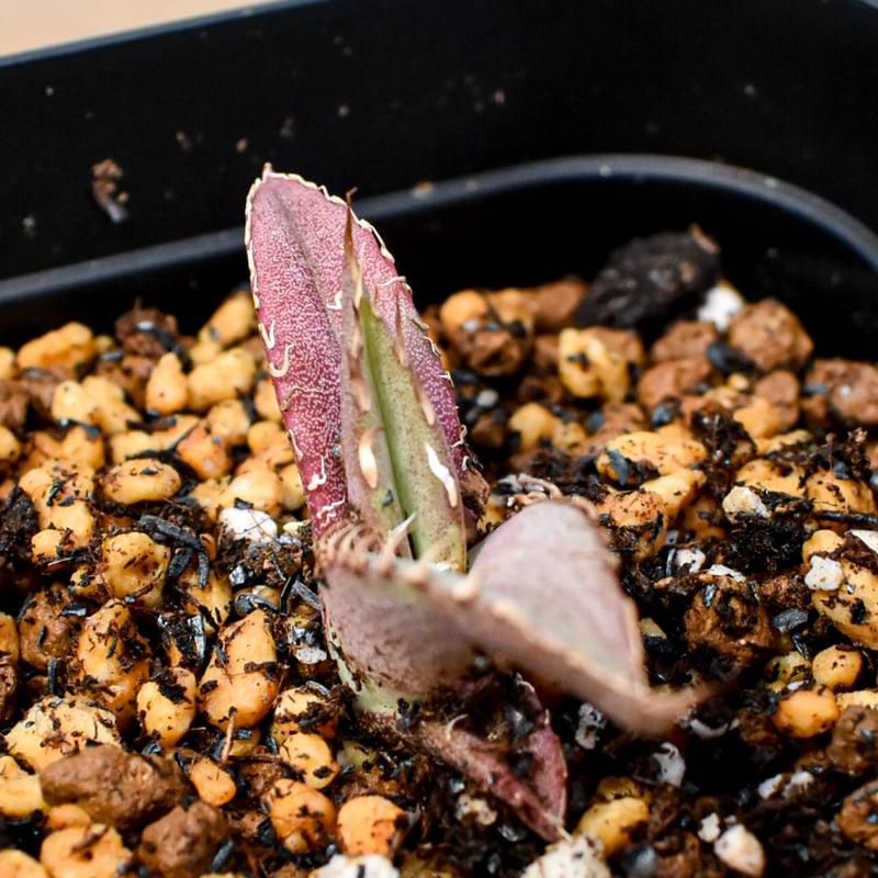 RAFLUM育成株 5個セット】アガベ Uriel oteroi seeding / ウリエ