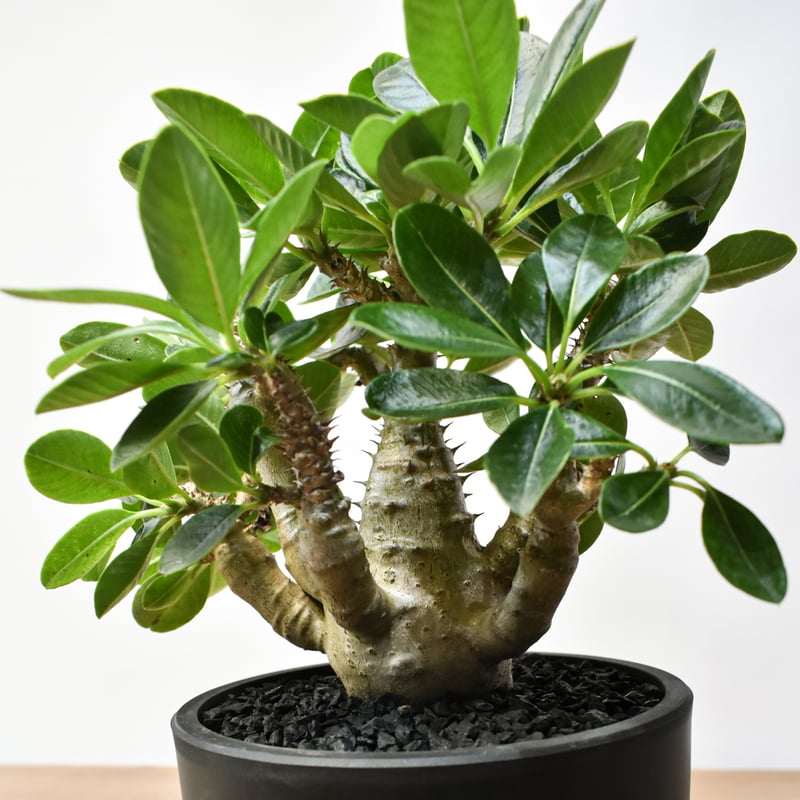 s*o様 パキポディウム　ウィンゾリー　国内実生株　③ パキポディウム ウィンゾリー 