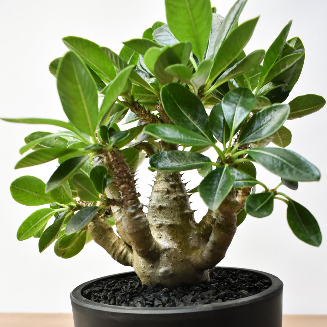 パキポディウム ウィンゾリー 