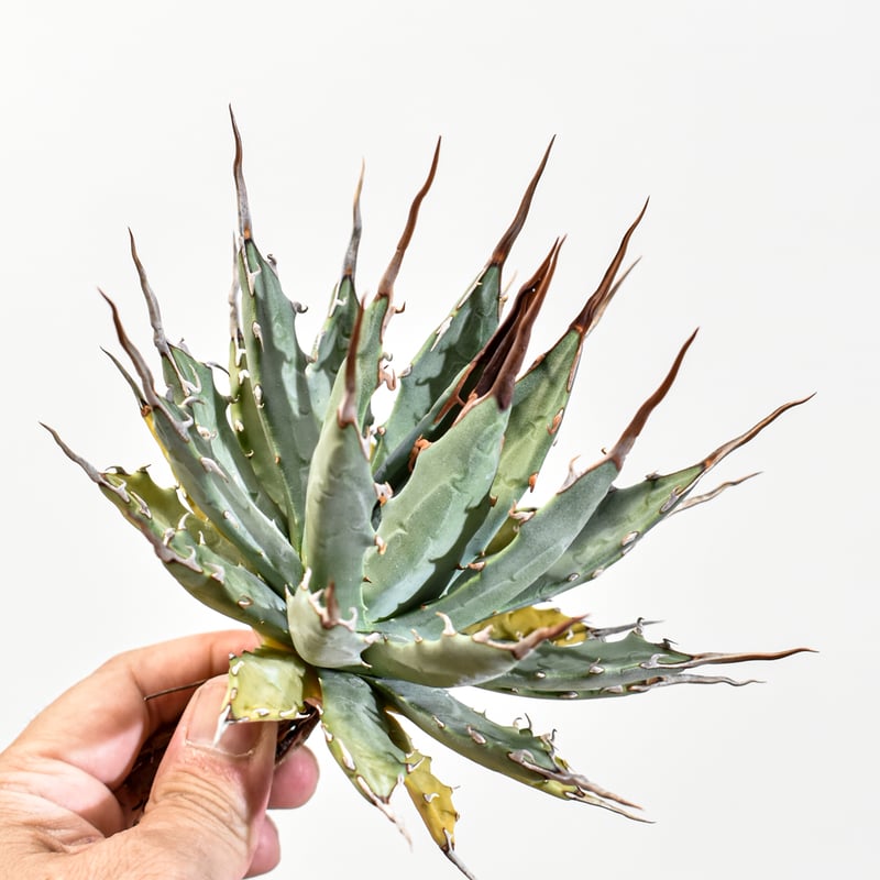 アガベ Dennis hybrid 妖炎X甲妖 /エボリスピナ×（イシスメンシス