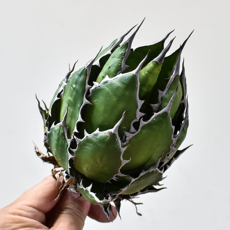 アガベ ホリダ【OSP選抜株 / 抜き苗】8 | RAFLUM / ラフラム｜東京