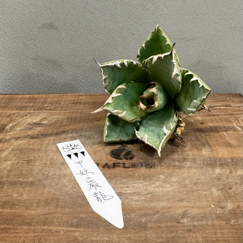 アガベ Dennis hybrid 甲妖x鬼爪（isthmnensis x utahensis