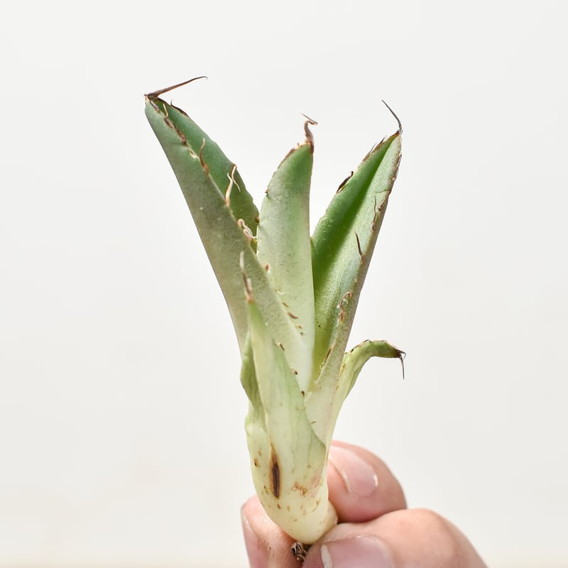 アガベ チタノタ 