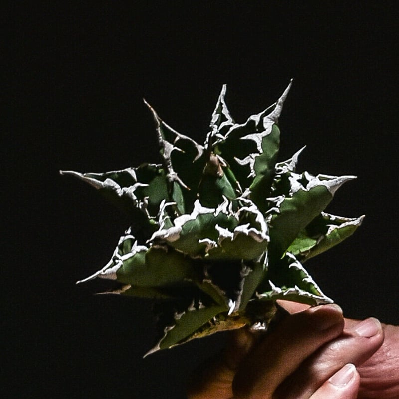 【毎日値下】アガベ チタノタ 白鯨（ライズ） 抜き苗 毎日値下 アガベ チタノタ 白鯨（ライズ） 抜き苗 毎日値下