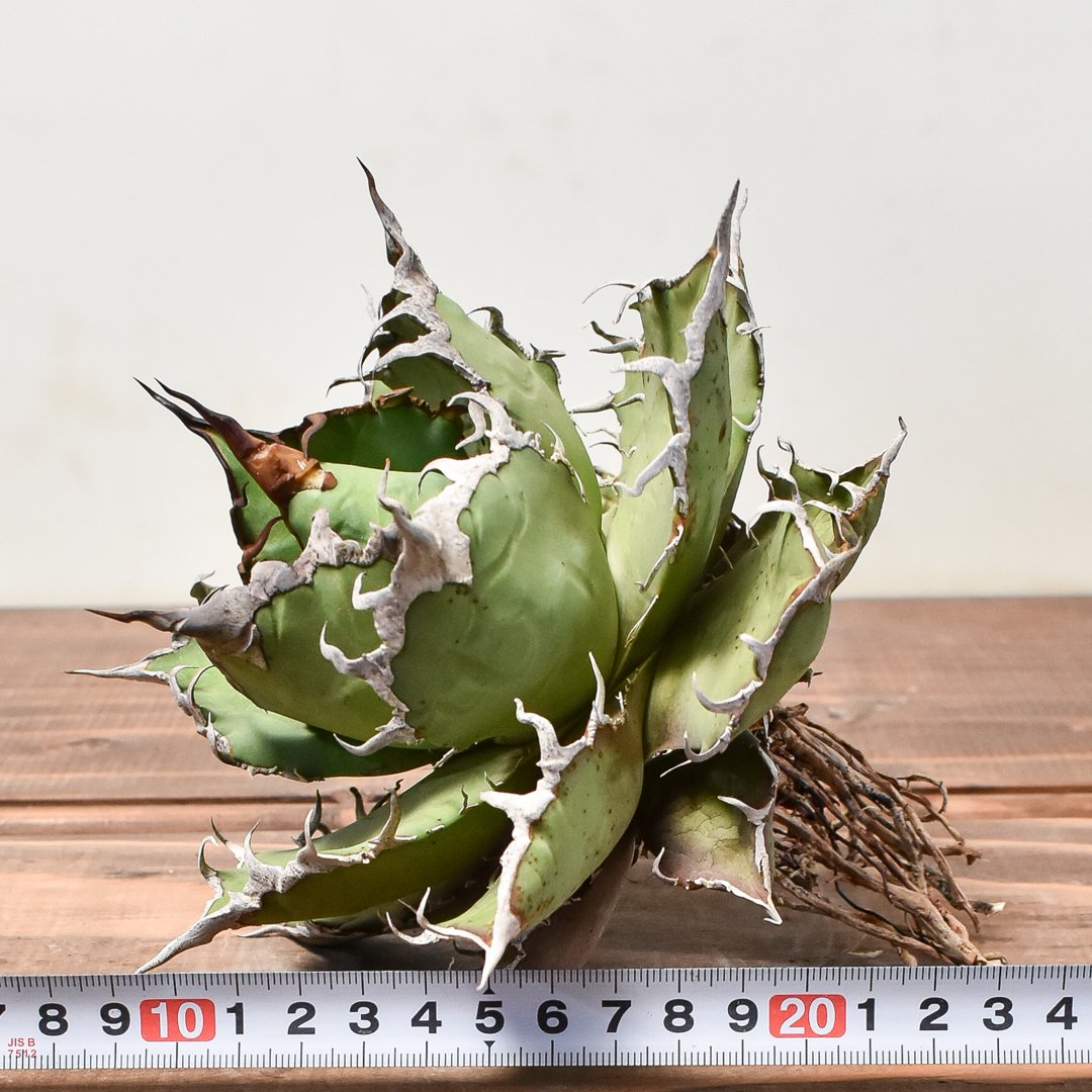 アガベチタノタ凱撒⑦ 直径約12cm抜き苗短葉肉厚葉強鋸歯義援金