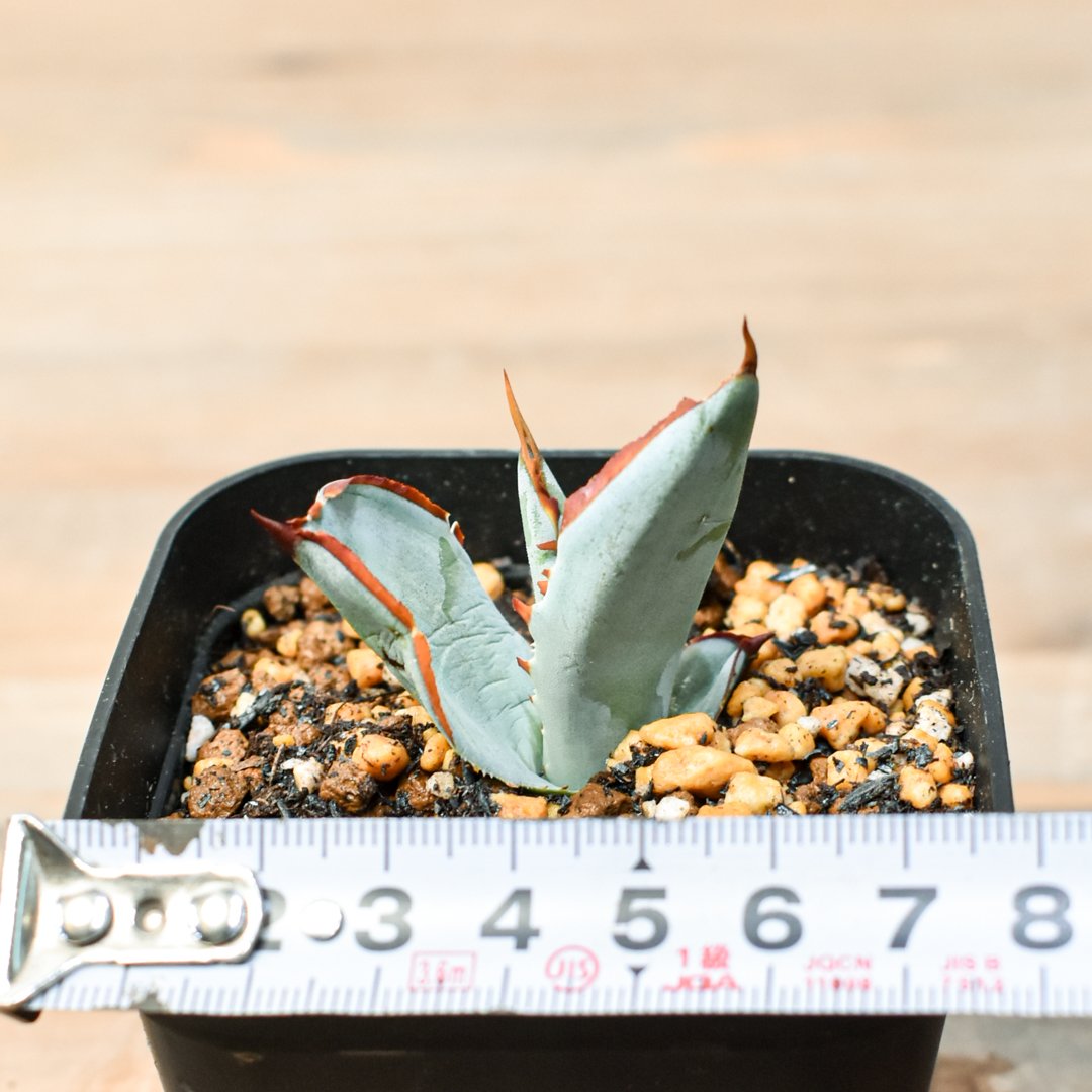 アガベ　ハイブリッド　屈原×雷神　真っ白個体発根済み アガベ ハイブリッド 屈原×雷神 真っ白個体発根済み