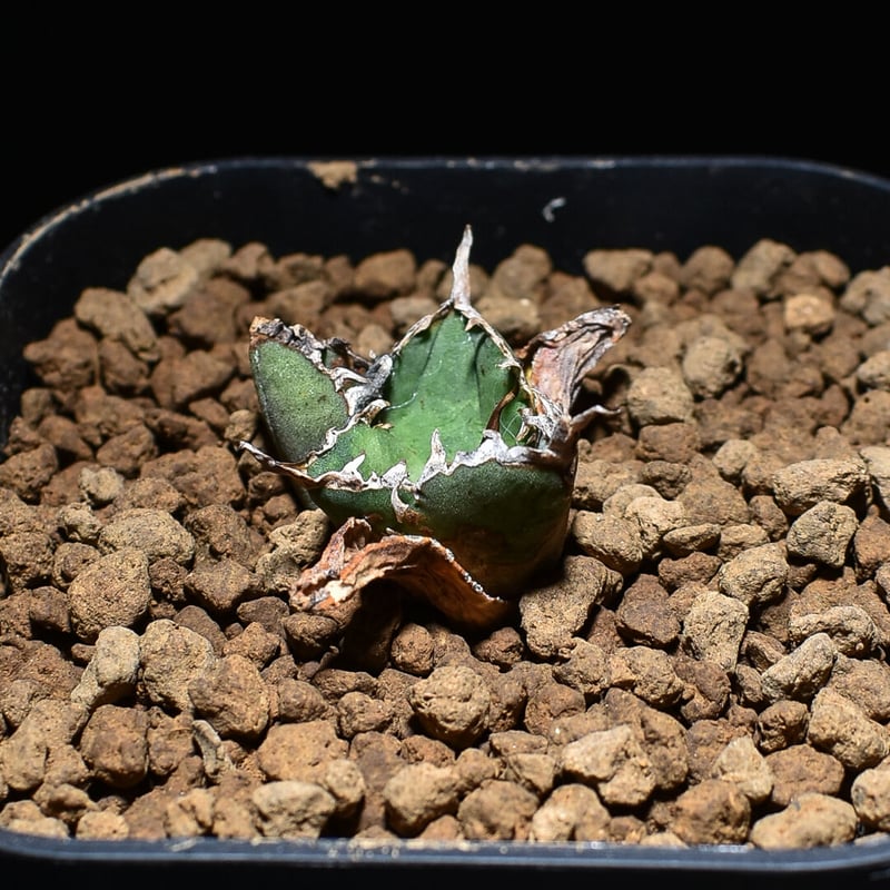 アガベ チタノタ 