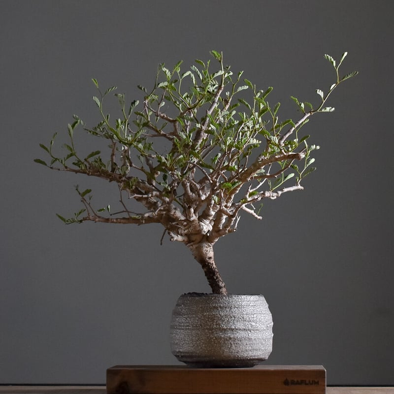 センナメリディオナリス　灌木 センナ メリディオナリス 輸入株［No.36］ × 與那嶺大輔 作