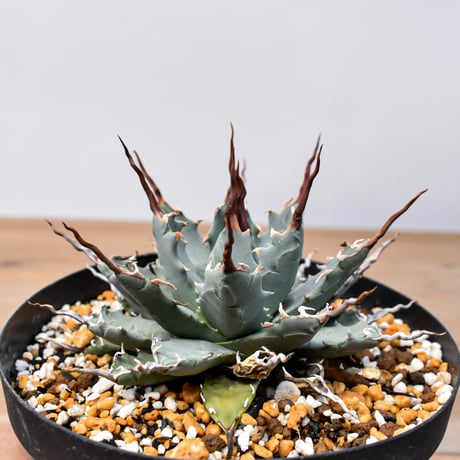 アガベ Dennis hybrid 妖炎X甲妖 /エボリスピナ×（イシスメンシス×ネバデンシス） 【台湾DENNIS産/成株】RF25011435
